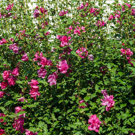 Lucy Althea Tree Form