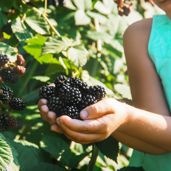 Ouachita Thornless Blackberry