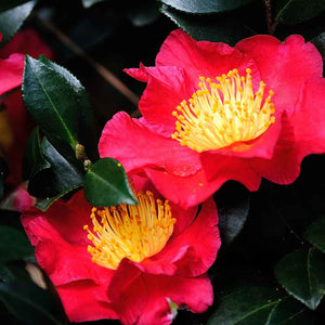 Yuletide Camellia