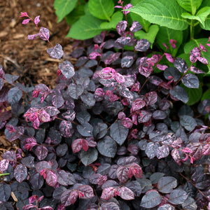 Jazz Hands Variegated  Loropetalum