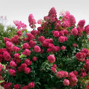 Fire Light Hydrangea