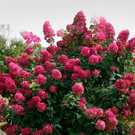 Fire Light Hydrangea