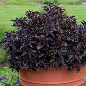 Spilled Wine Weigela