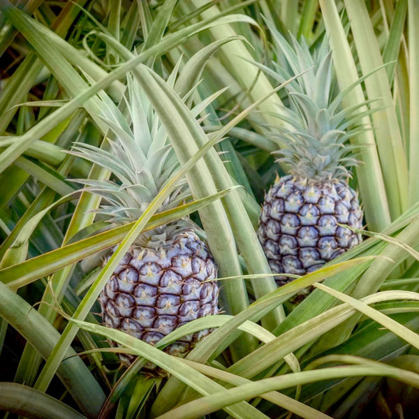 White Jade Pineapple