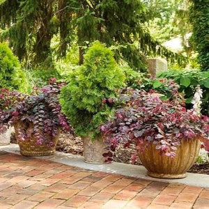 Jazz Hands Variegated Loropetalum