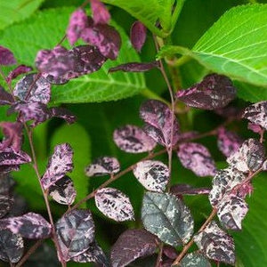 Jazz Hands Variegated Loropetalum