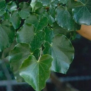 Oklahoma Redbud Tree