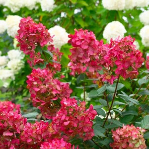 Fire Light Hydrangea
