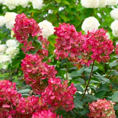 Fire Light Hydrangea