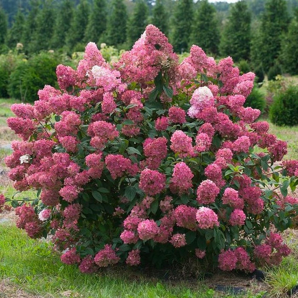 Fire Light Hydrangea