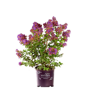 Purple Magic Crape Myrtle Tree