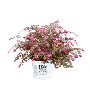 Jazz Hands Variegated Loropetalum