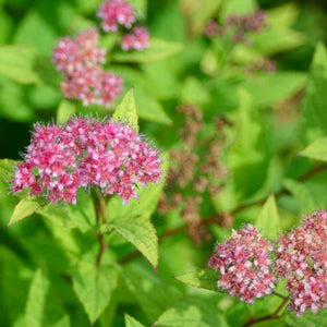 Gold Mound Spirea
