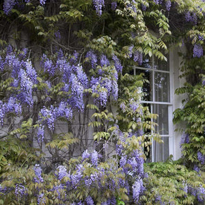 Blue Chinese Wisteria Vine