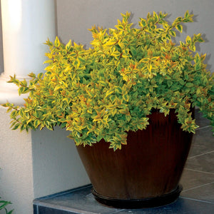 Kaleidoscope Abelia