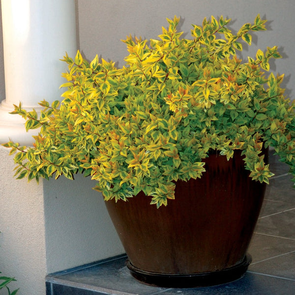 Kaleidoscope Abelia