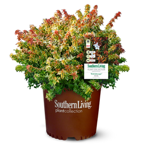 Kaleidoscope Abelia