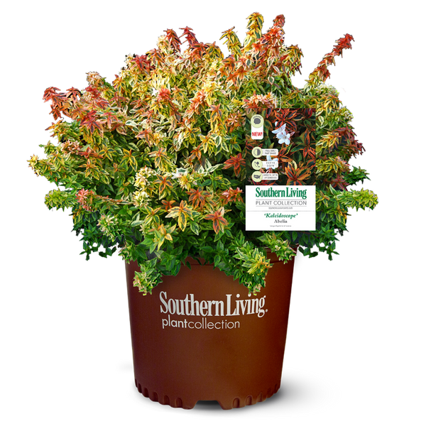 Kaleidoscope Abelia