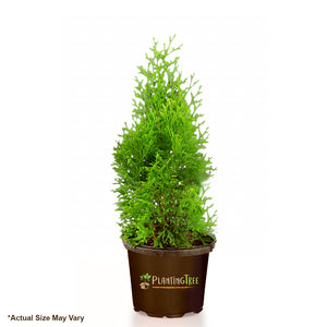 Emerald Green Arborvitae
