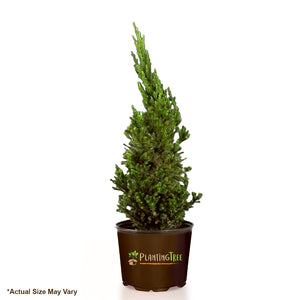 Cryptomeria Black Dragon