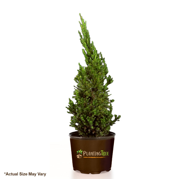 Cryptomeria Black Dragon