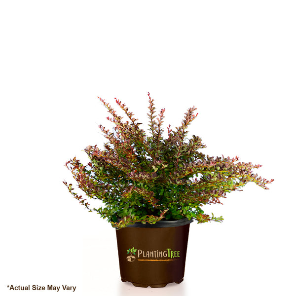 Crimson Pigmy Barberry