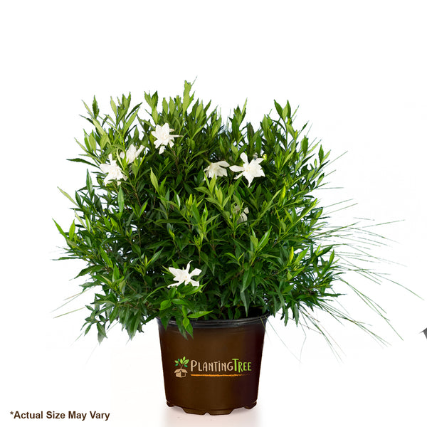Frost Proof Gardenia