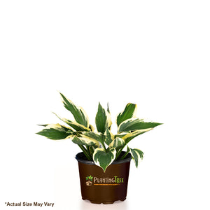 Patriot Hosta
