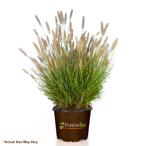 Cassian Dwarf Fountain Grass