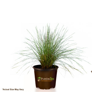 Pink Muhly Grass For Sale From PlantingTree