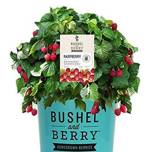 Bushel and Berry Raspberry Shortcake Shrub