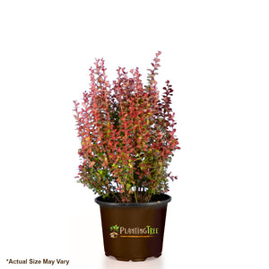Orange Rocket Barberry