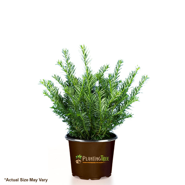 Japanese Plum Yew