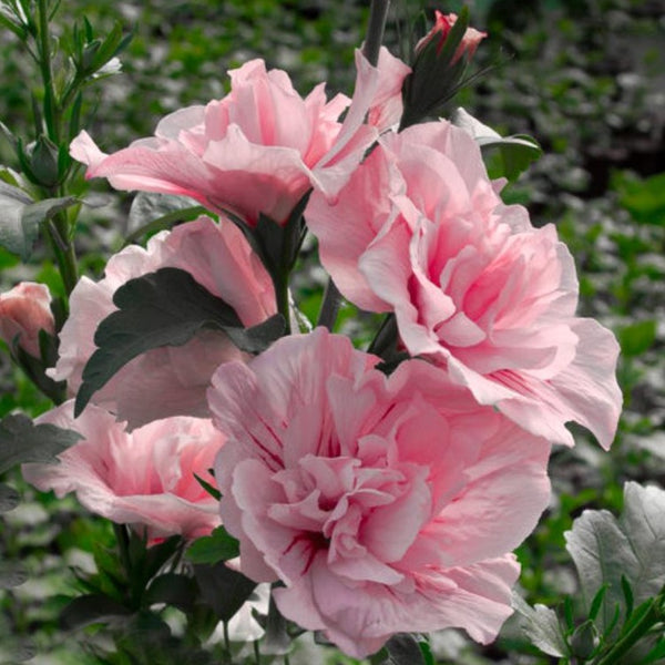 Pink Chiffon Rose Of Sharon