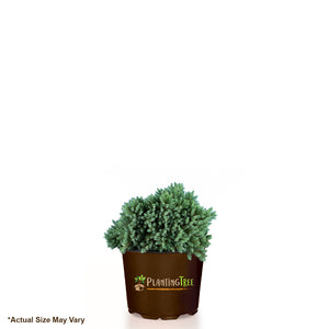 Blue Star Juniper for Sale