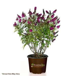 Miss Molly Butterfly Bush
