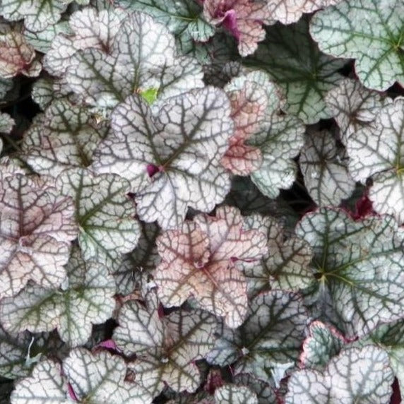 Silver Scrolls Heuchera