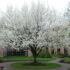 Cleveland Pear Tree