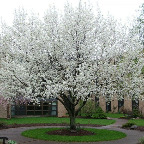 Cleveland Pear Tree