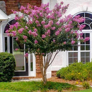 Muskogee Crape Myrtle