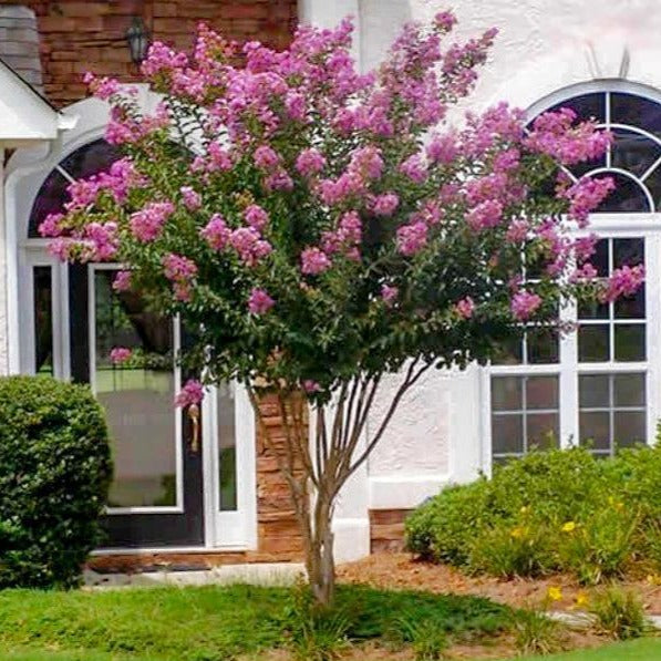 Muskogee Crape Myrtle