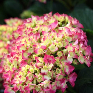 Cityline Paris Bigleaf Hydrangea