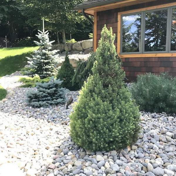 Dwarf Alberta Spruce