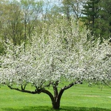 Yellow Delicious Apple Tree Blooms