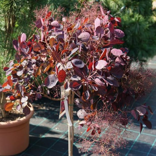 Royal Purple Smoke Tree Standard