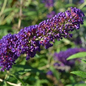 Black Knight Butterfly Bush
