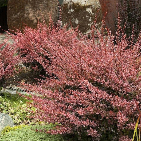 Rose Glow Barberry