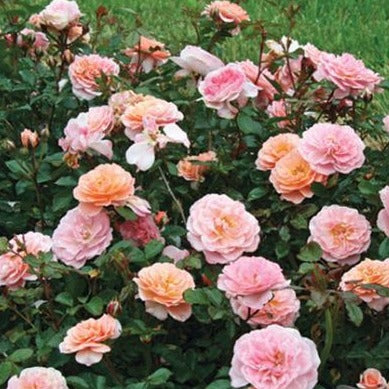 Apricot Drift® Rose