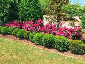 Wintergreen Boxwood