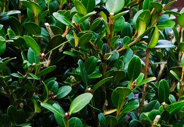 Wintergreen Boxwood for Sale